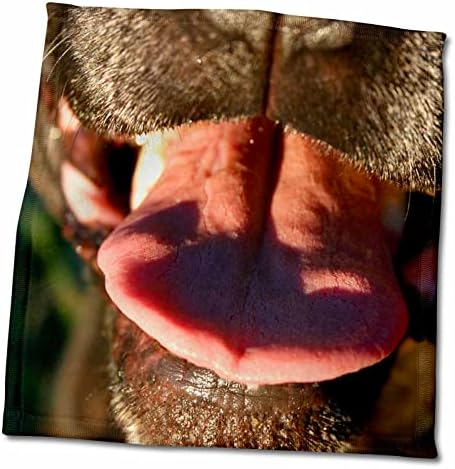 3Drose Sussana Zoo Ekipe Životinje - Crni pas nos ružičasti jezik izbliza - ručnici
