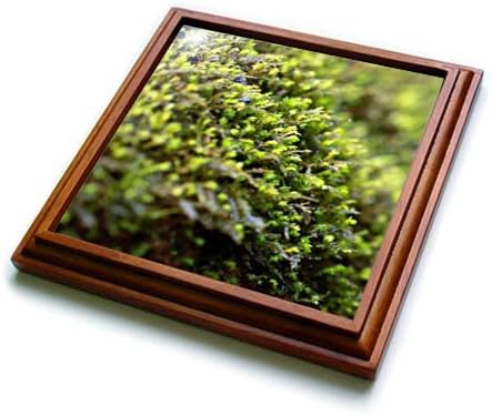 3Drose Stamp City - Priroda - Makro fotografija pokrivača zelene mahovine. - triveti