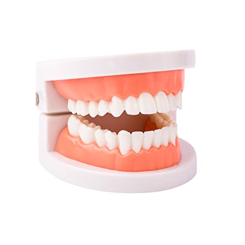 Dentalni model zuba, standardni model zuba, demonstracija oralnog modela s protezom za djecu nastavni pribor za podučavanje stomatologije