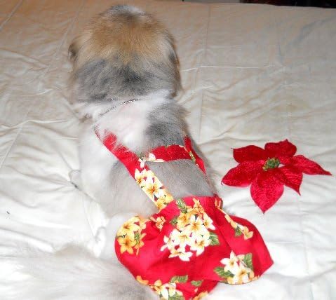 Joybies Red Aloha piddle suknja za srednje ženke psa koji mjeri 15 - 17 uz leđa od ovratnika do baze repa