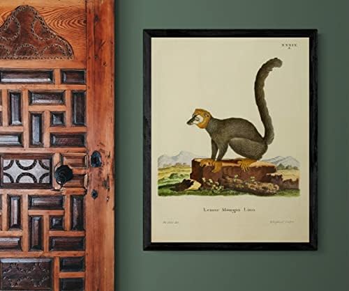 Mongoose lemur primat majmun vintage učionice za divlje životinje dekor zoologija antička ilustracija likovna art tiskana plakat -